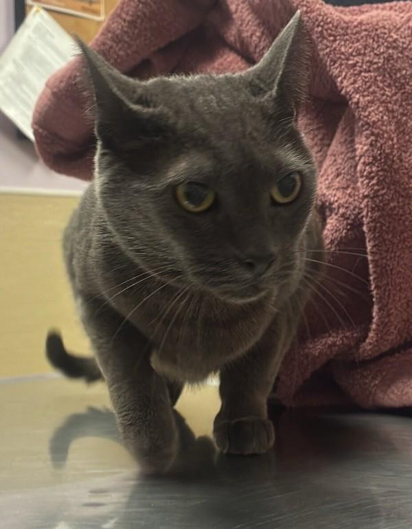 Meow!, Adoptable, Senior Female Domestic Short Hair.