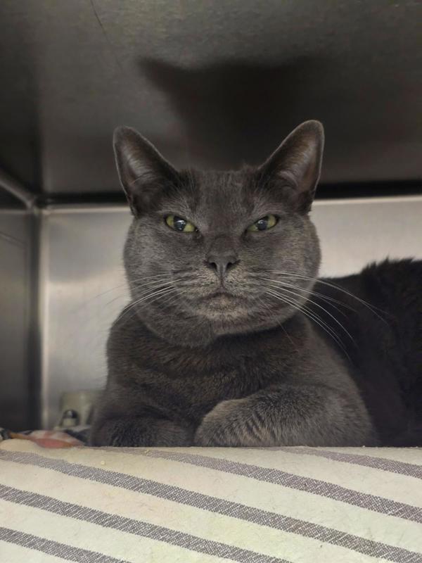 Enlarge Meow!, a Adoptable mixed breed in Vancouver, WA image 2/3