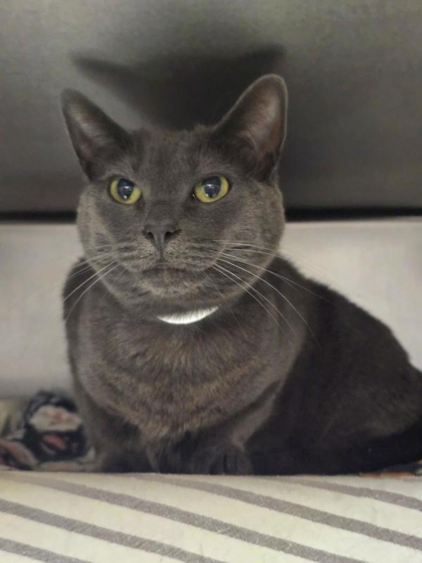 Enlarge Meow!, a Adoptable mixed breed in Vancouver, WA image 3/3