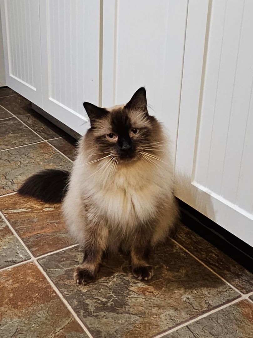 Mr. Siamese