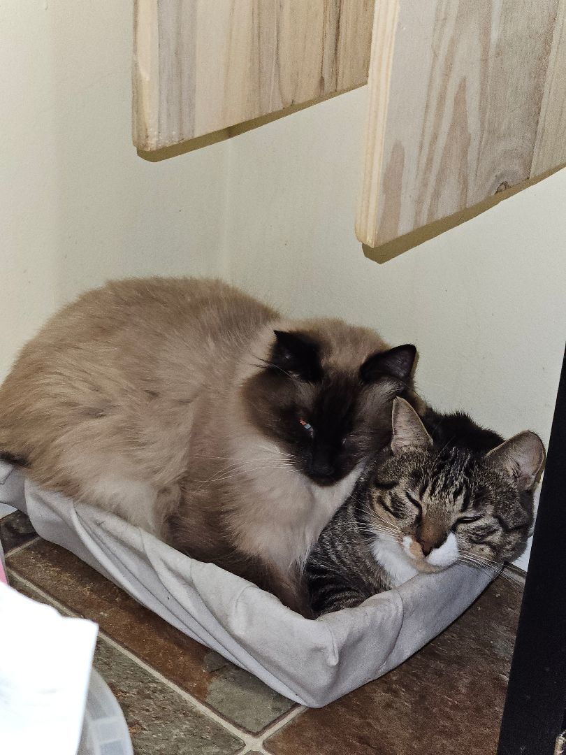 Mr. Siamese 3
