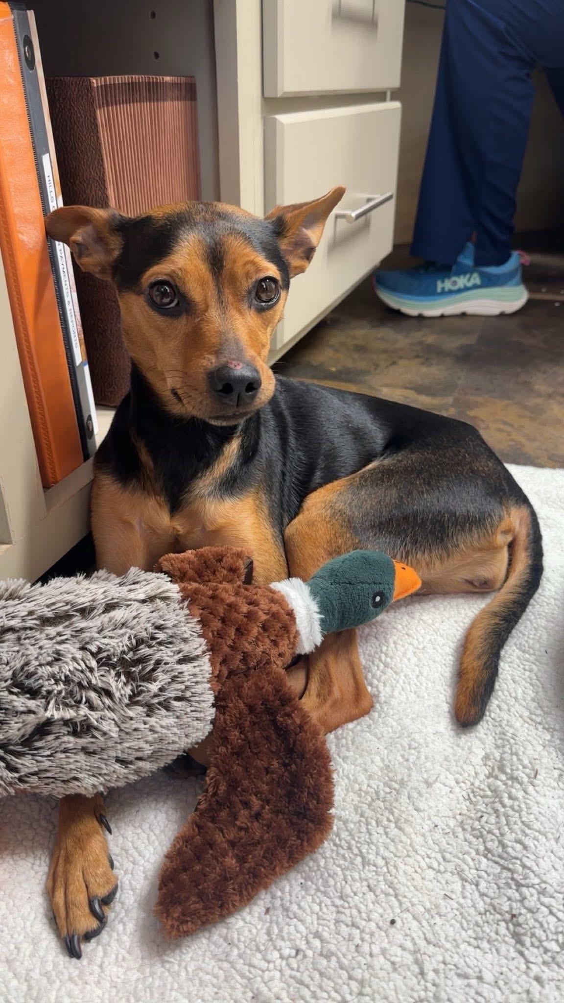 Ophelia, Adoptable, Adult Female Manchester Terrier.