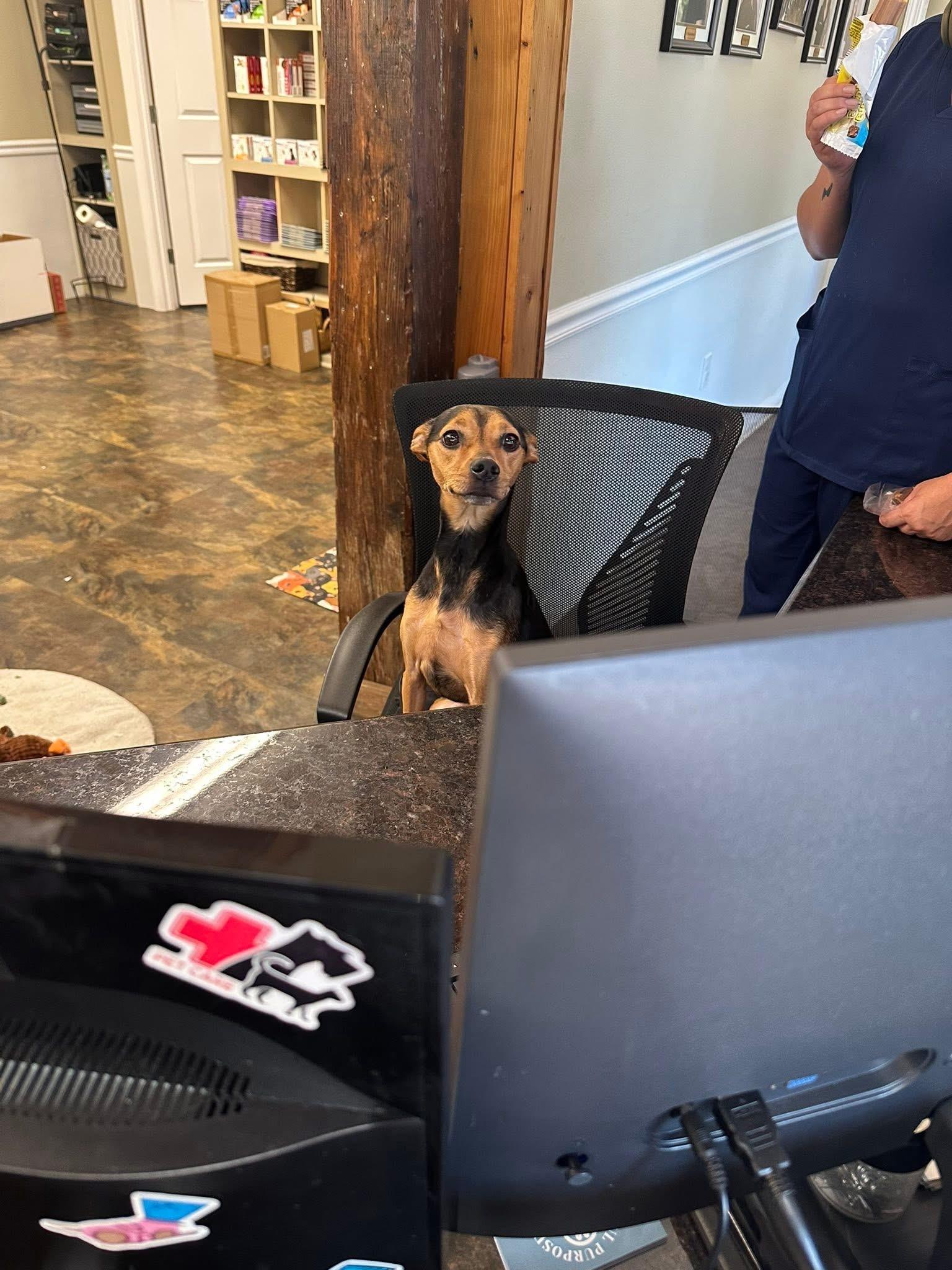 Enlarge Ophelia, a Adoptable mixed breed in Hammond, LA image 2/5