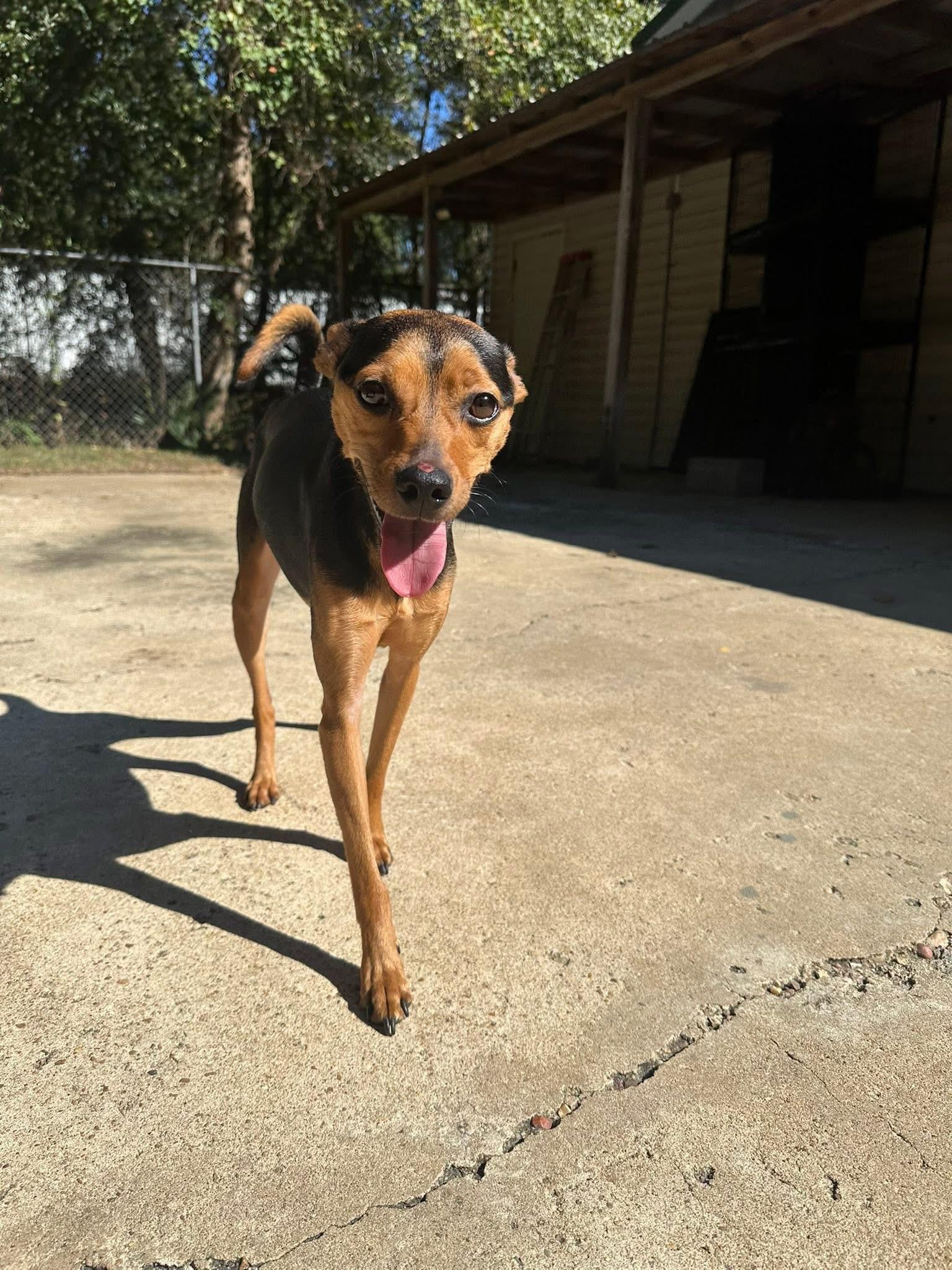 Enlarge Ophelia, a Adoptable mixed breed in Hammond, LA image 3/5