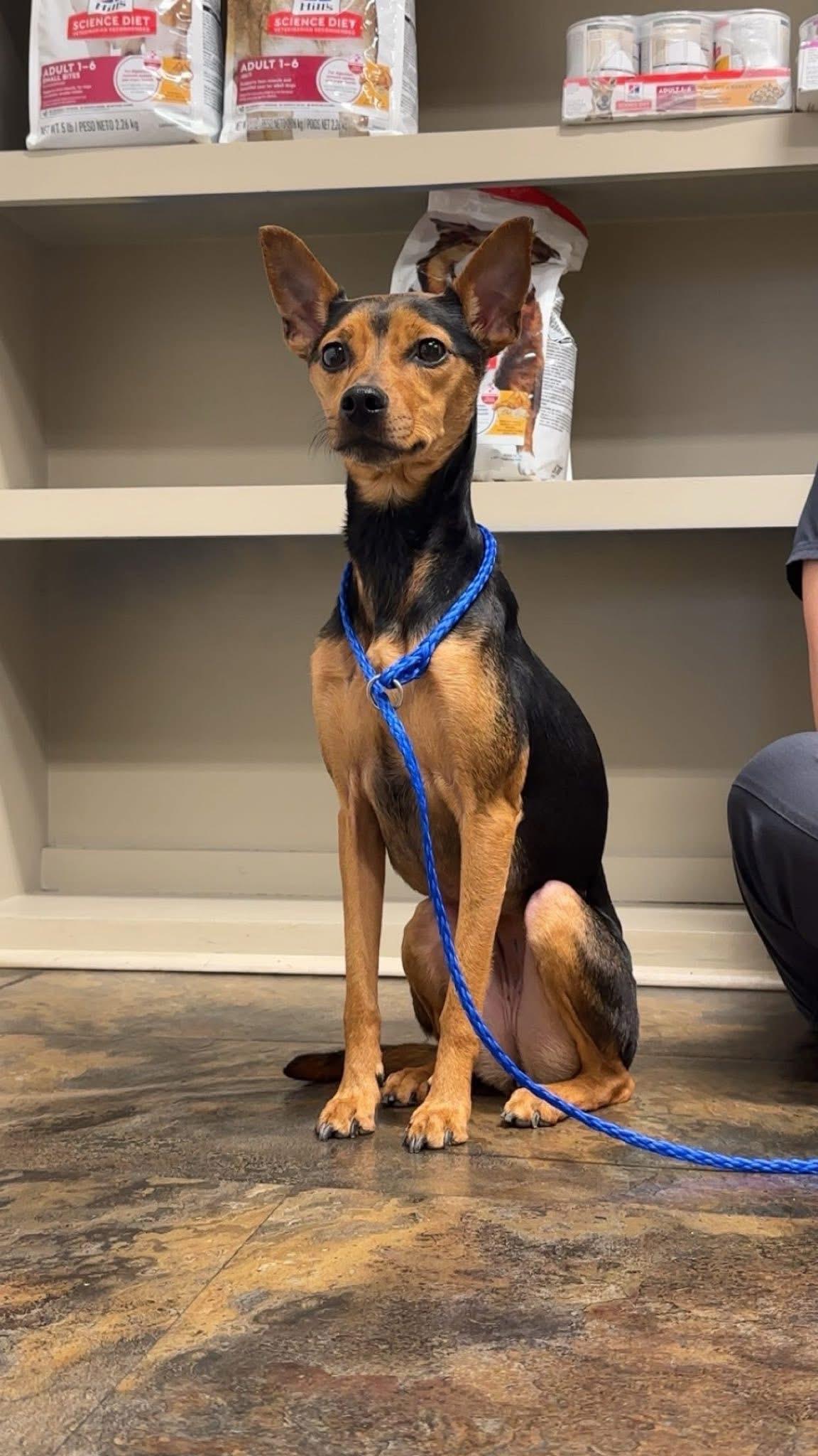 Enlarge Ophelia, a Adoptable mixed breed in Hammond, LA image 4/5