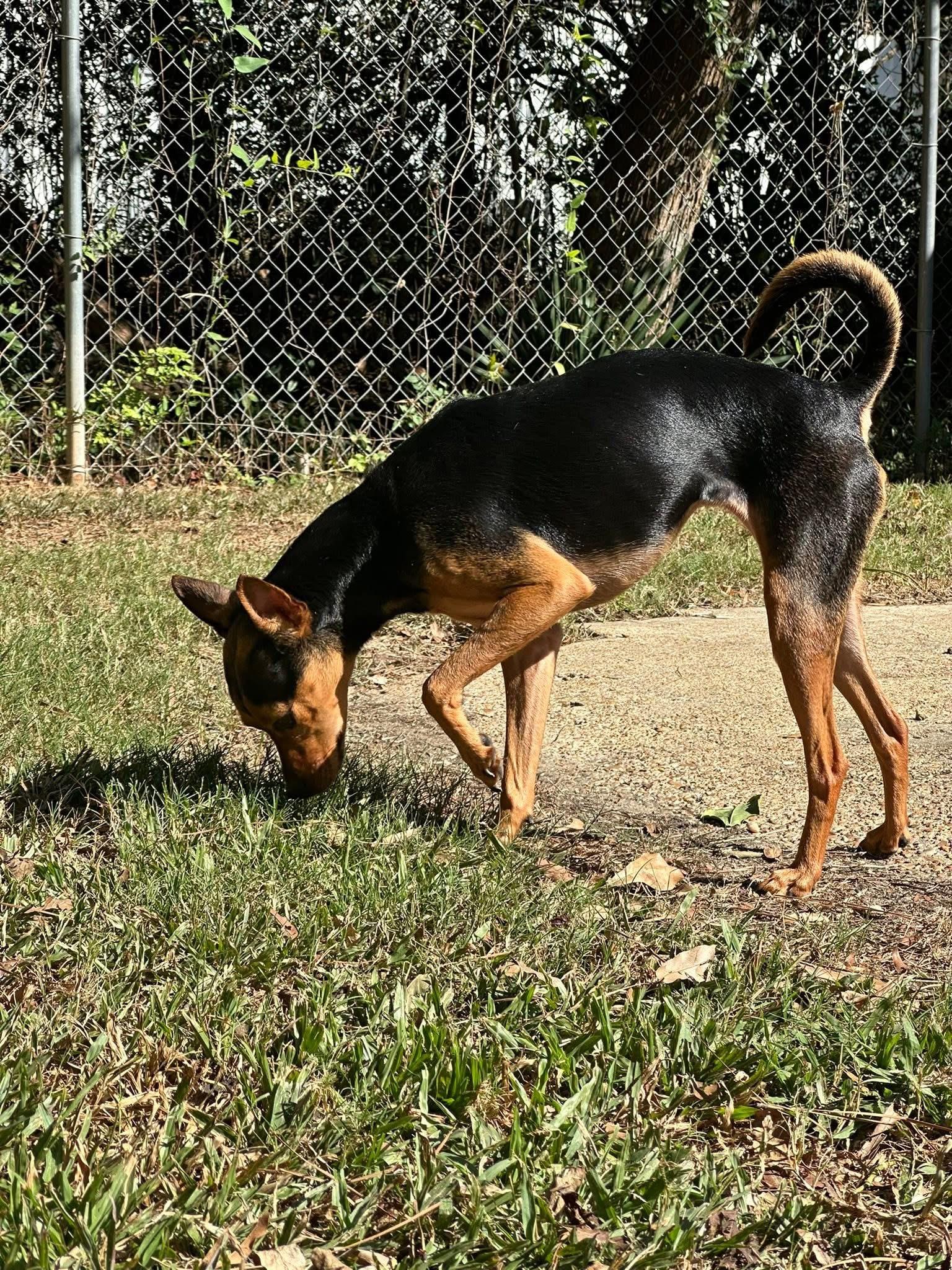 Enlarge Ophelia, a Adoptable mixed breed in Hammond, LA image 5/5