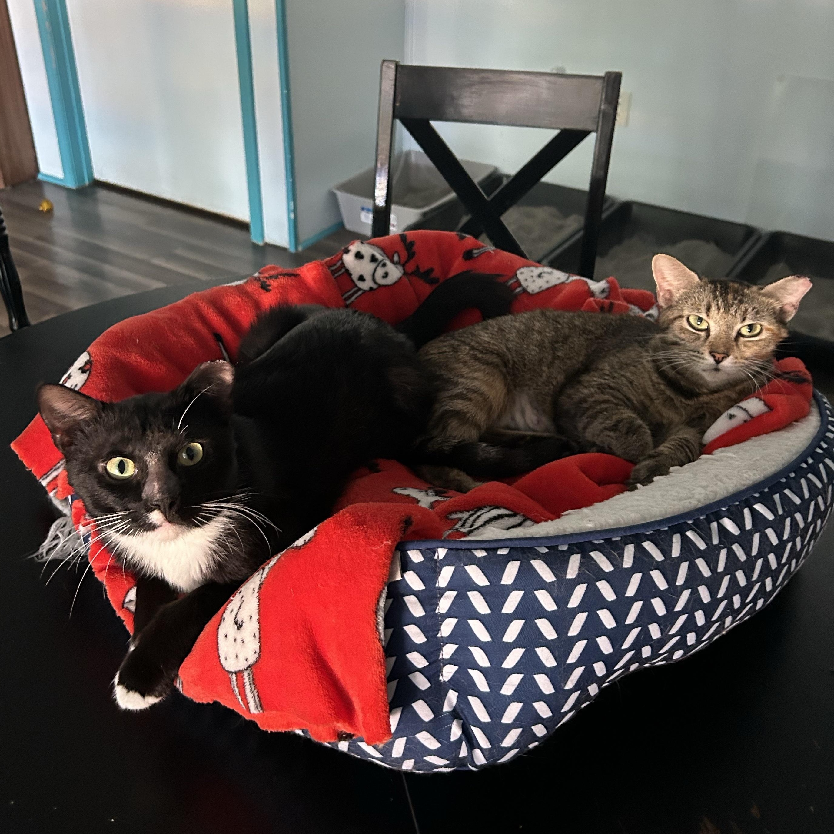 Paul and Katherine (bonded) - ADOPTION PENDING, an adopted Domestic Short Hair in Grand Rapids, MI image 5/6