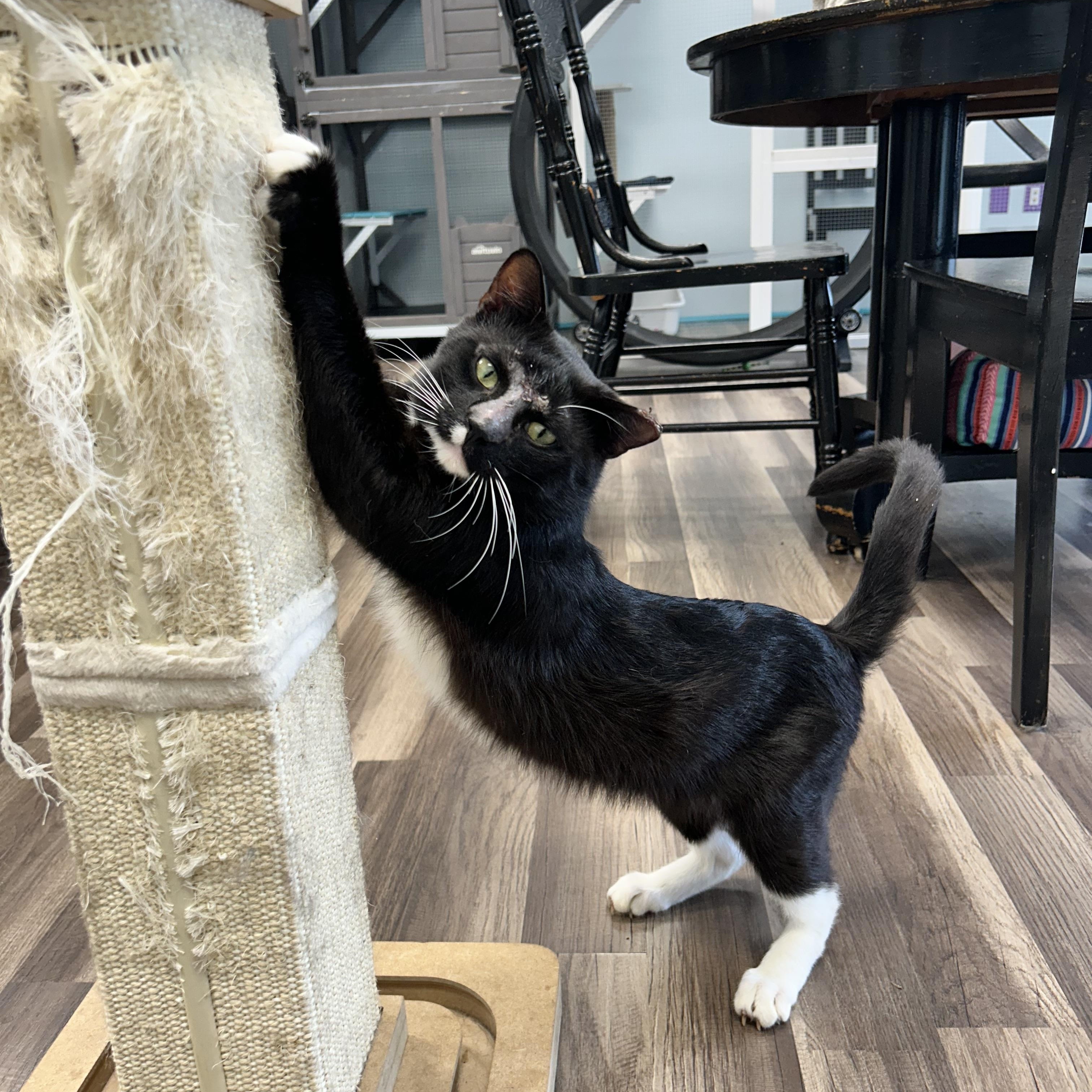 Paul and Katherine (bonded) - ADOPTION PENDING, an adopted Domestic Short Hair in Grand Rapids, MI image 3/6