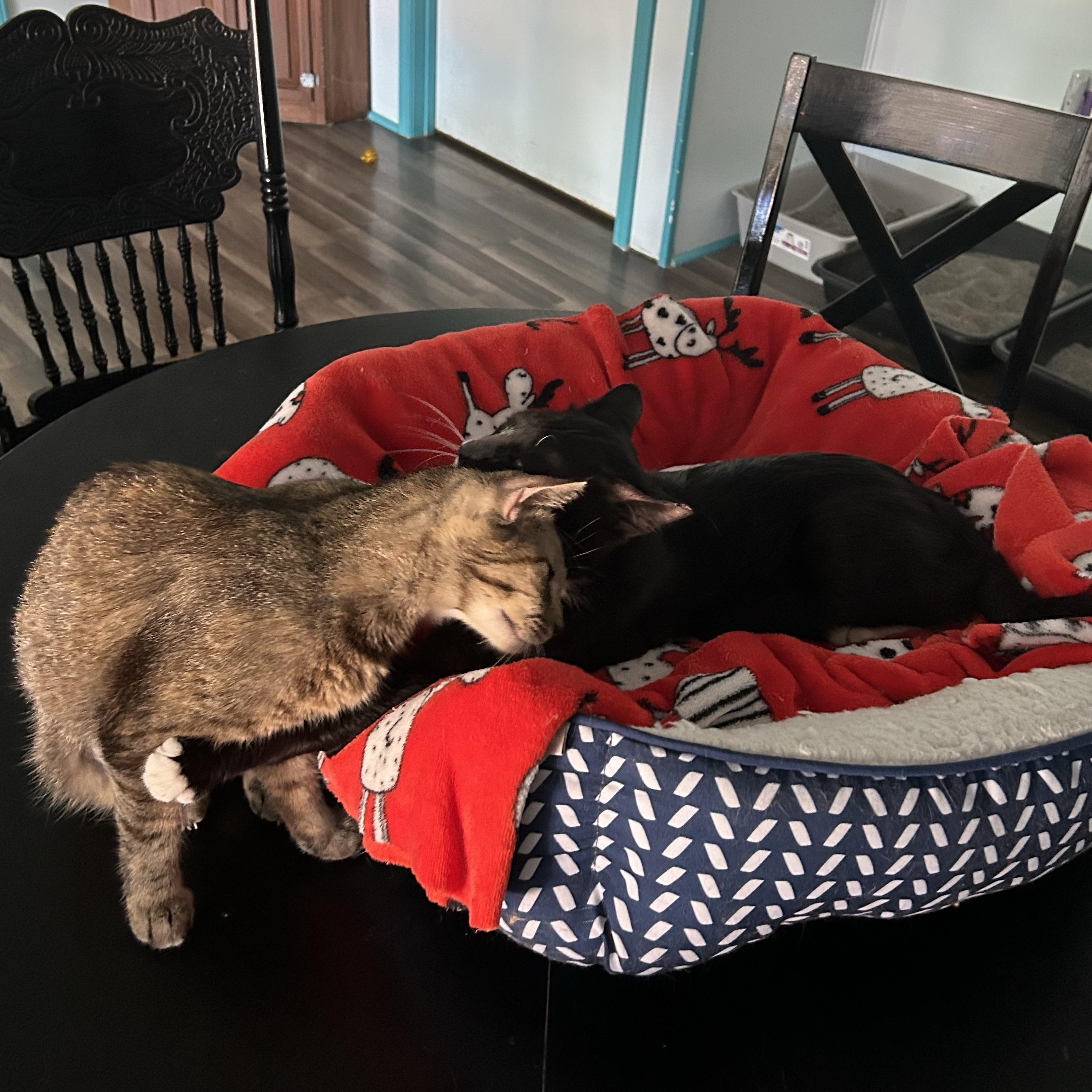 Paul and Katherine (bonded) - ADOPTION PENDING, an adopted Domestic Short Hair in Grand Rapids, MI image 6/6