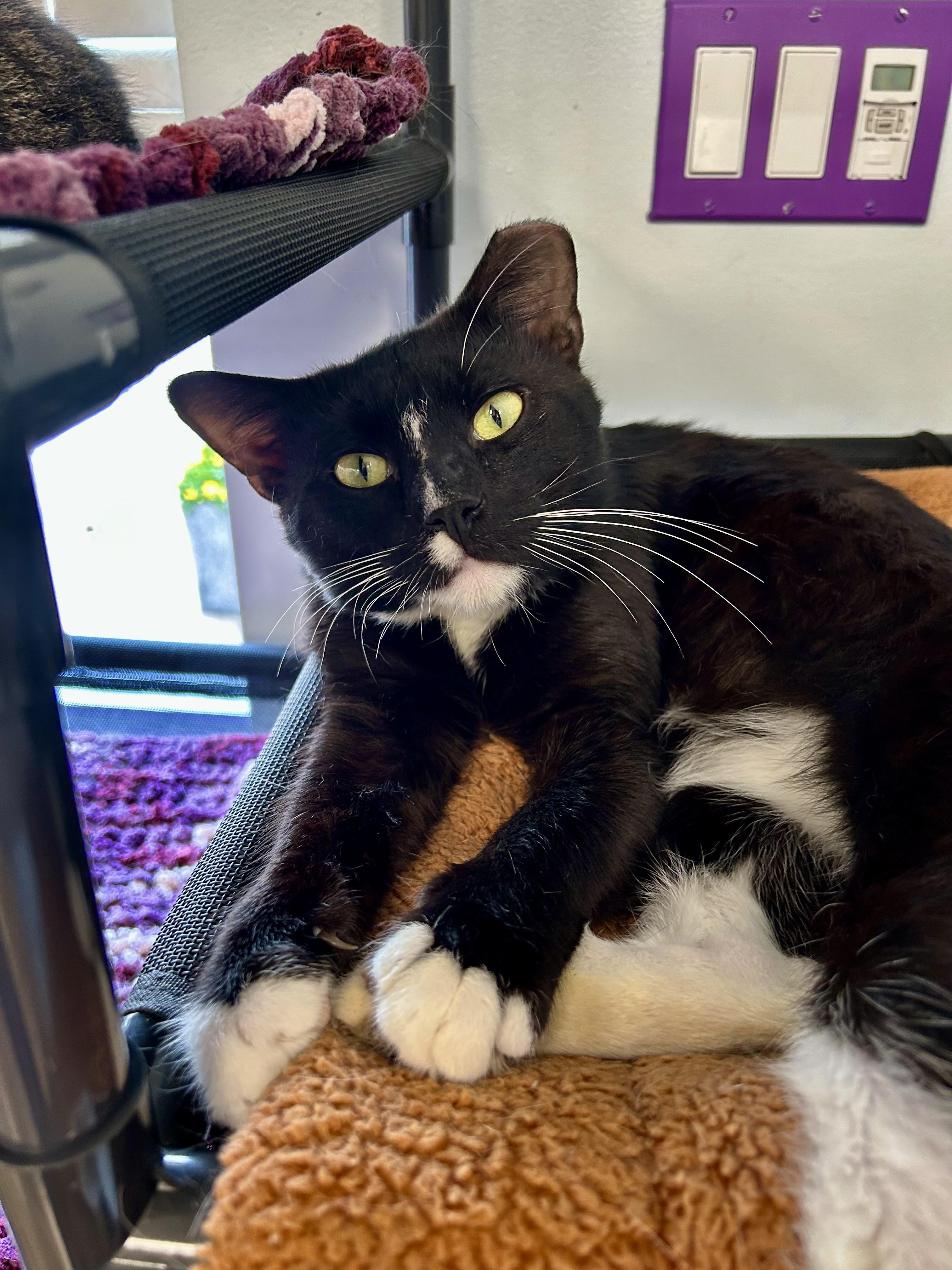 Paul and Katherine (bonded) - ADOPTION PENDING, an adopted Domestic Short Hair in Grand Rapids, MI image 4/6
