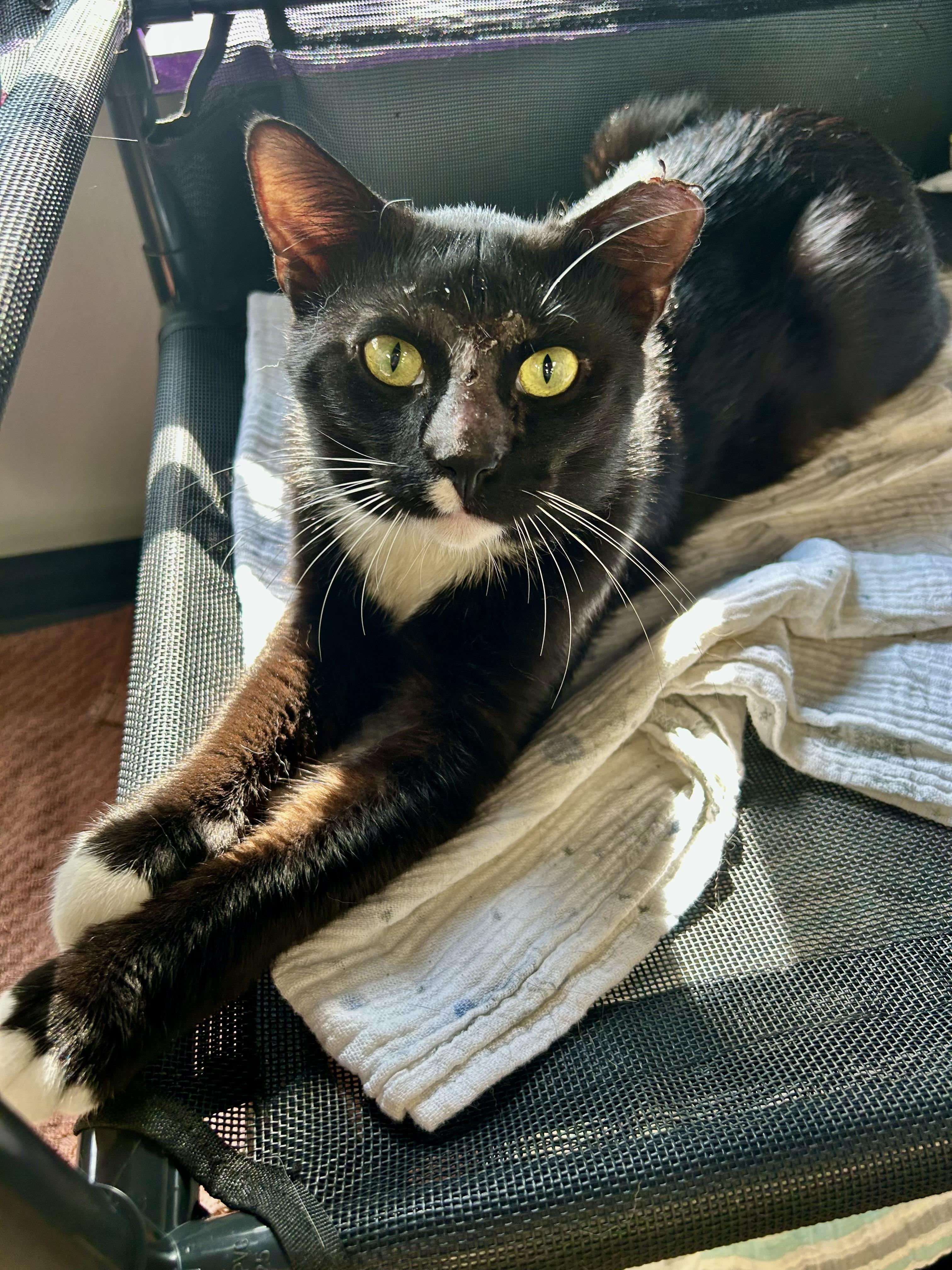 Paul and Katherine (bonded) - ADOPTION PENDING, an adopted Domestic Short Hair in Grand Rapids, MI image 2/6