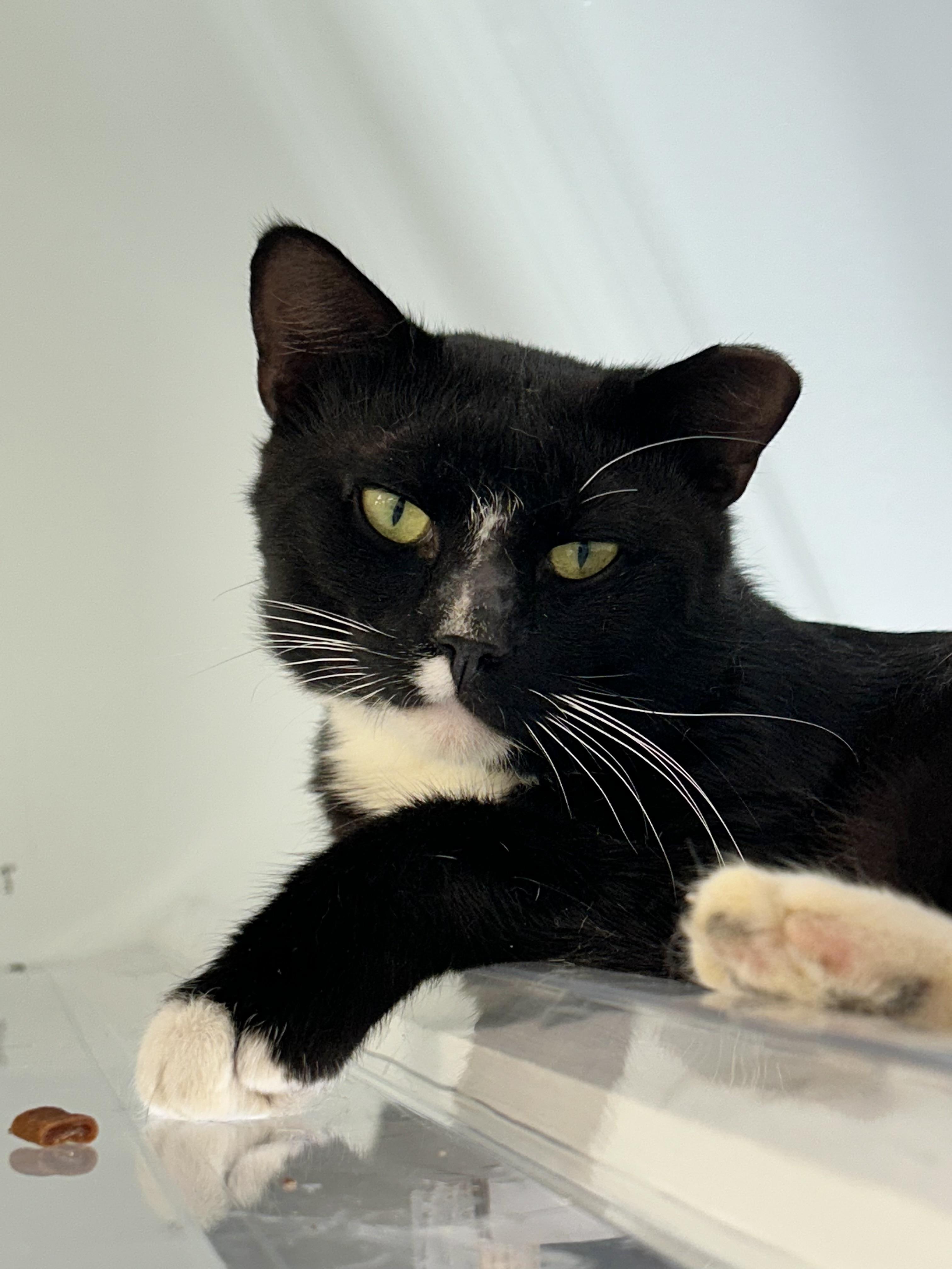 Paul and Katherine (bonded) - ADOPTION PENDING, an adopted Domestic Short Hair in Grand Rapids, MI image 1/6