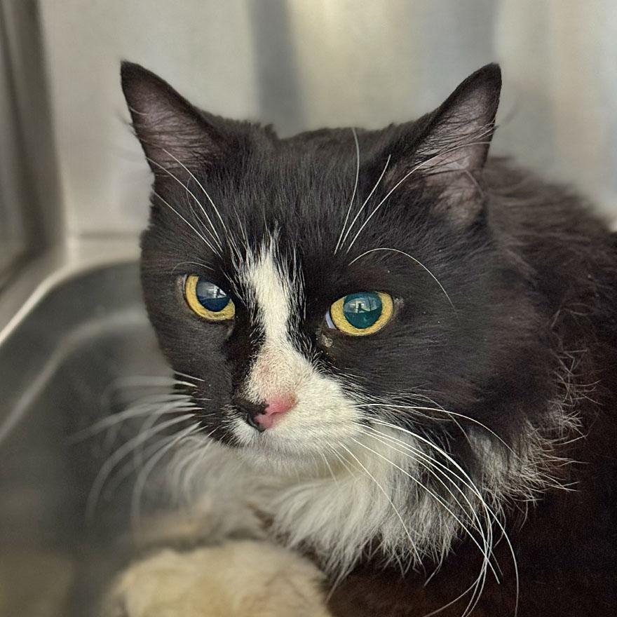 Enlarge Beth, an adoptable Domestic Medium Hair in E Falmouth, MA image 2/3