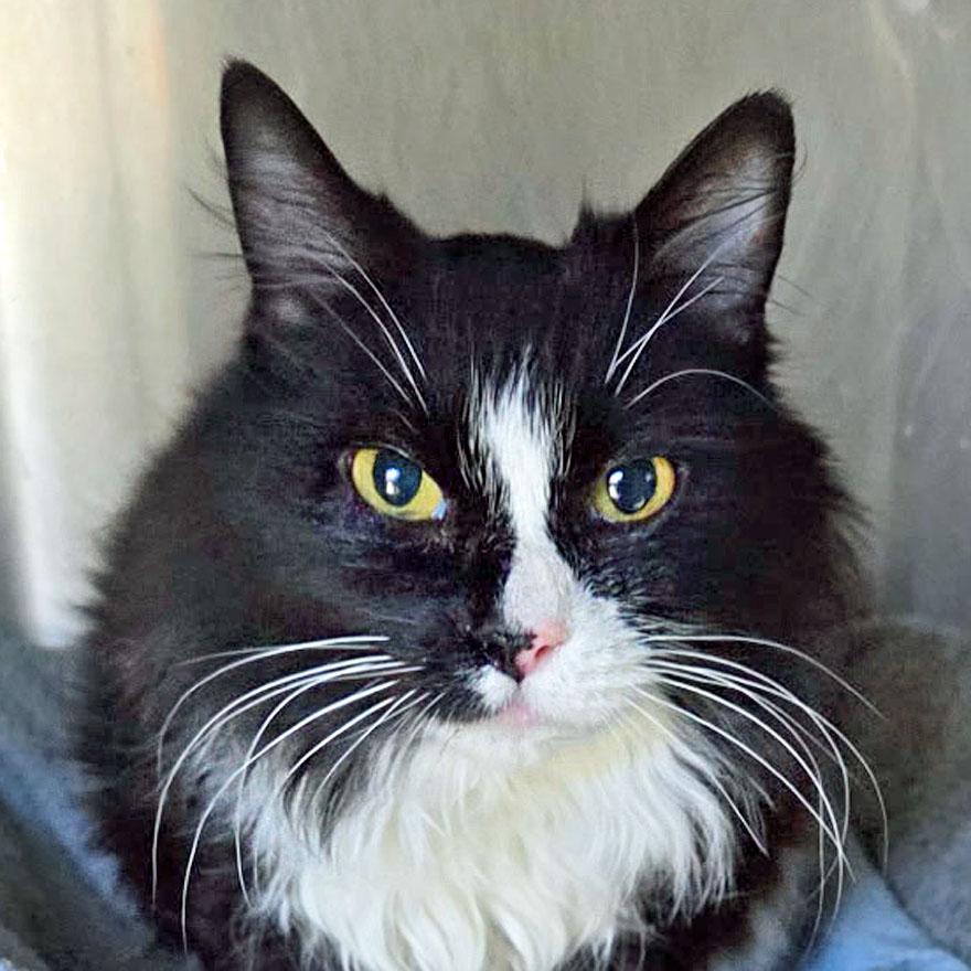 Beth, adoptable, Adult Female Domestic Medium Hair.