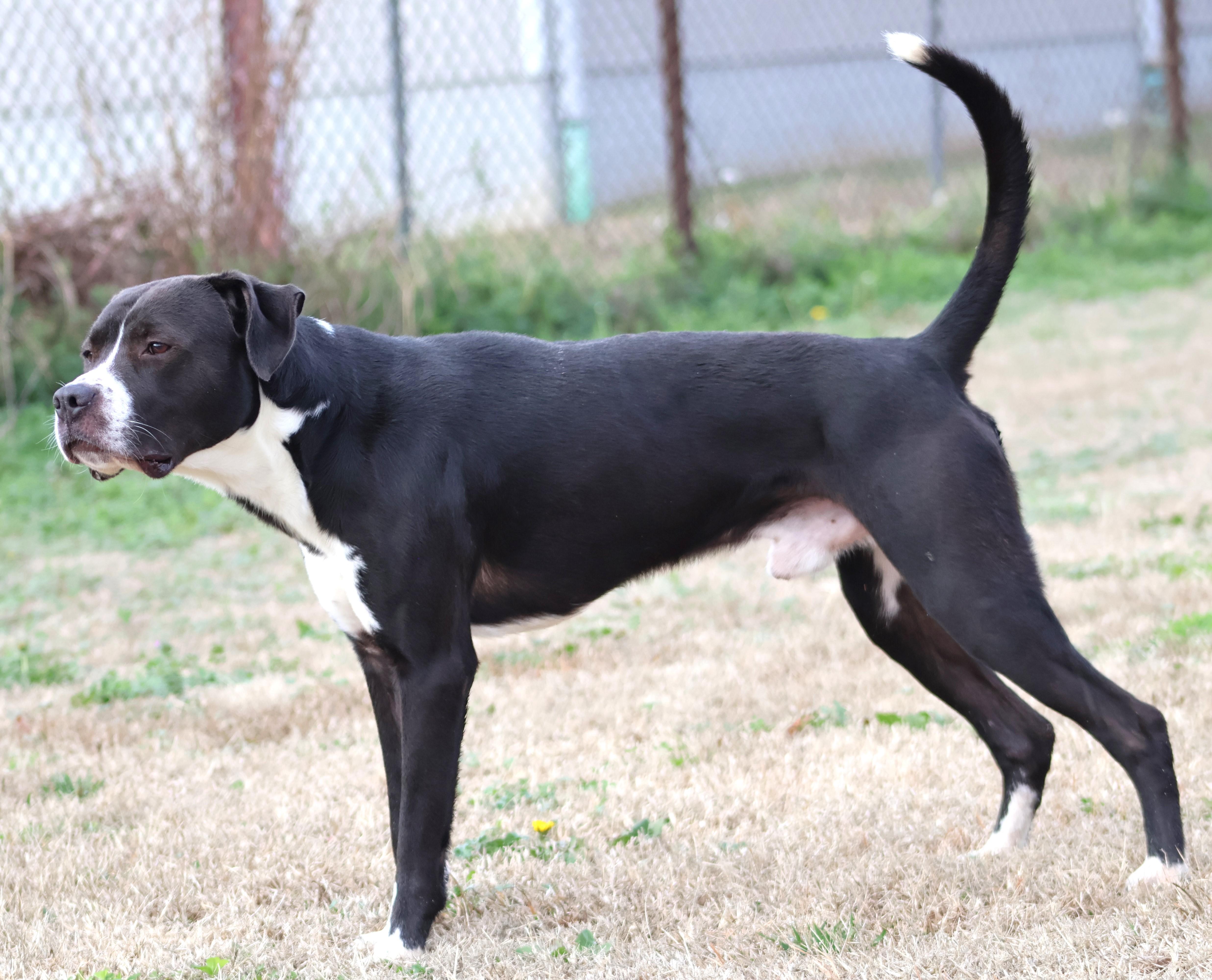 BRUNO, Adoptable, Young Male Boxer & Mixed Breed.