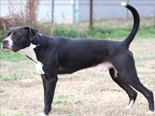Enlarge BRUNO, a Adoptable mixed breed in Appling, GA image 1/1
