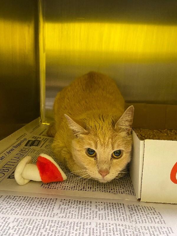 Enlarge Peter Pan, a Adoptable Domestic Short Hair in Jackson, TN image 1/5