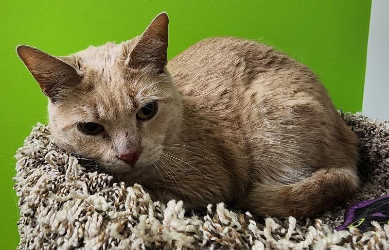 Enlarge Peter Pan, a Adoptable Domestic Short Hair in Jackson, TN image 2/5