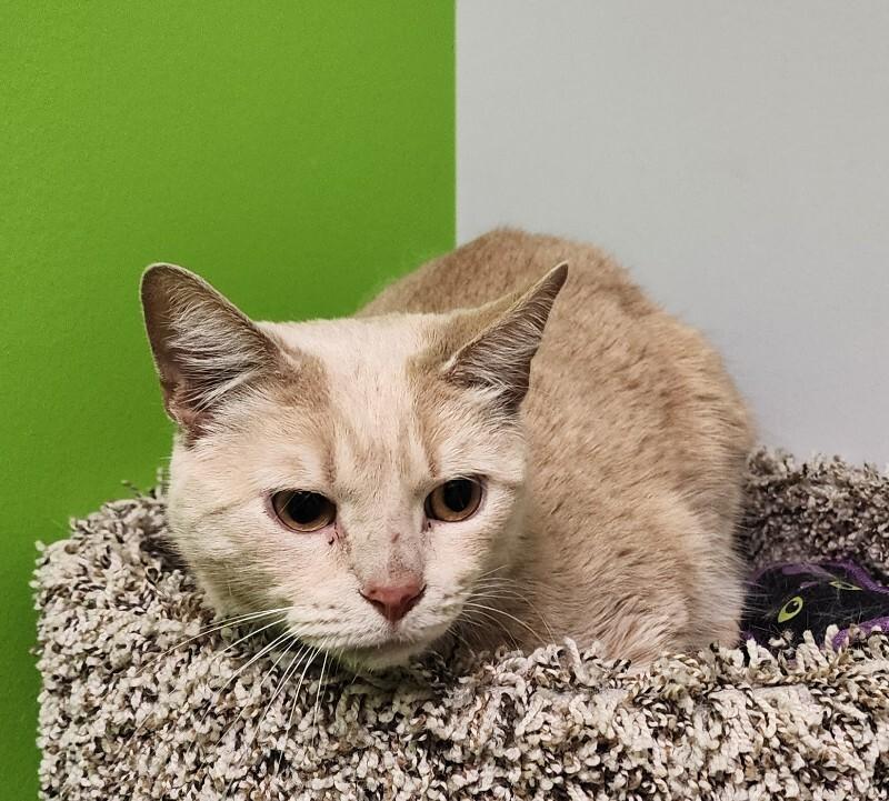 Enlarge Peter Pan, a Adoptable Domestic Short Hair in Jackson, TN image 3/5