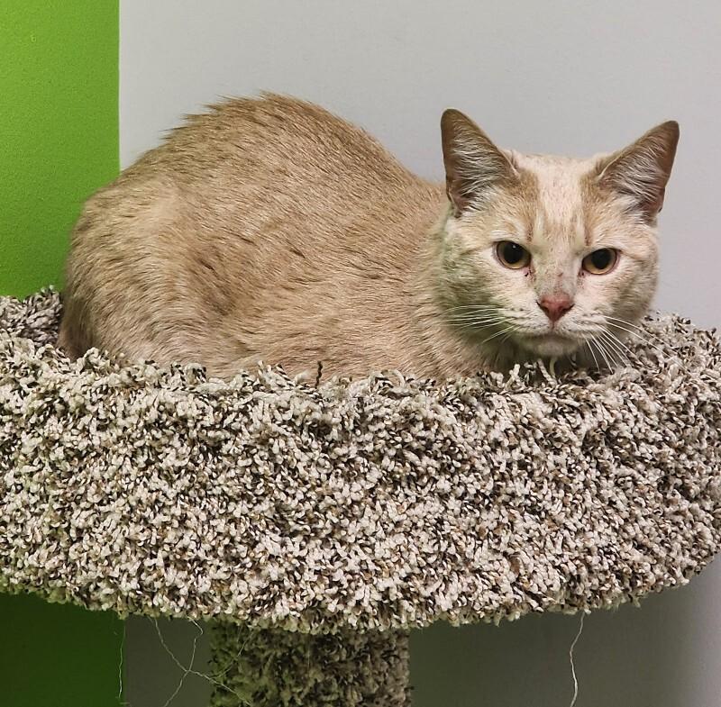 Enlarge Peter Pan, a Adoptable Domestic Short Hair in Jackson, TN image 4/5