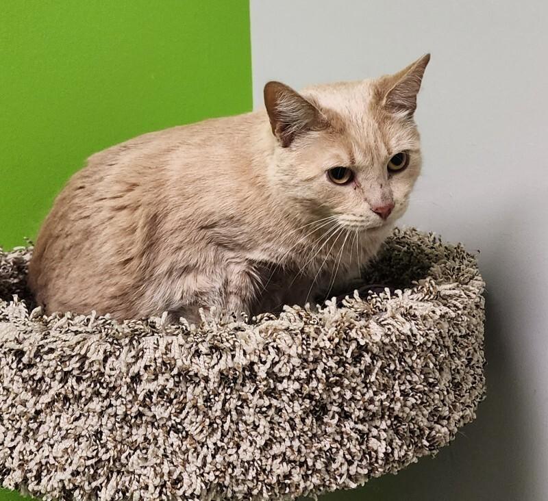 Enlarge Peter Pan, a Adoptable Domestic Short Hair in Jackson, TN image 5/5