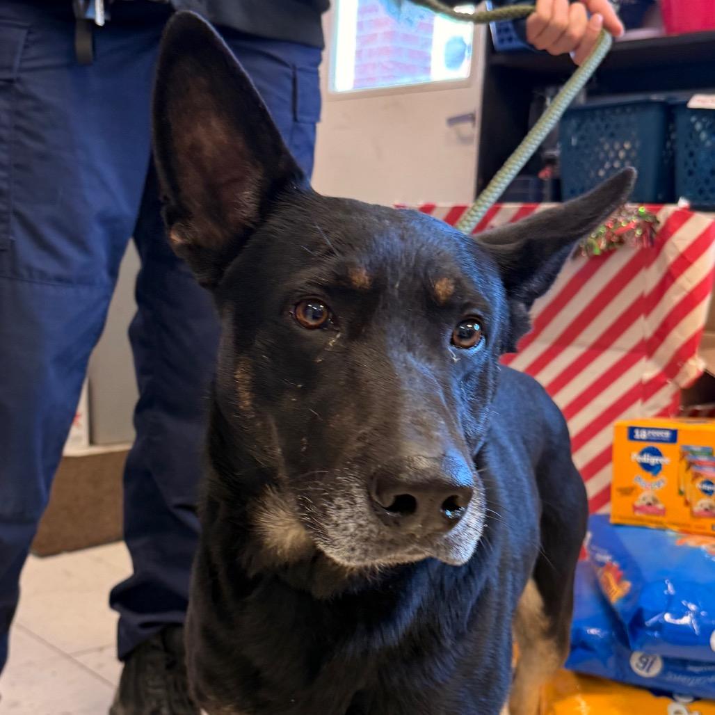 Enlarge Tate, a Adoptable German Shepherd Dog in Jacksonville, AR image 2/3