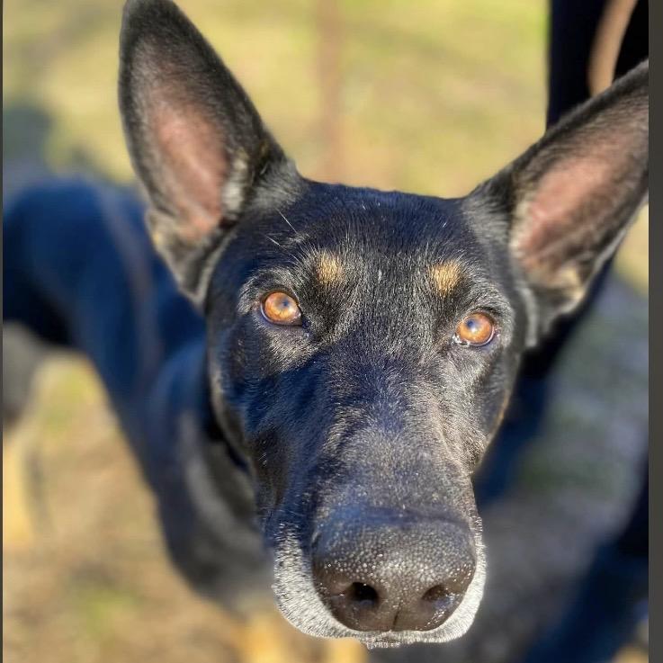 Enlarge Tate, a Adoptable German Shepherd Dog in Jacksonville, AR image 3/3