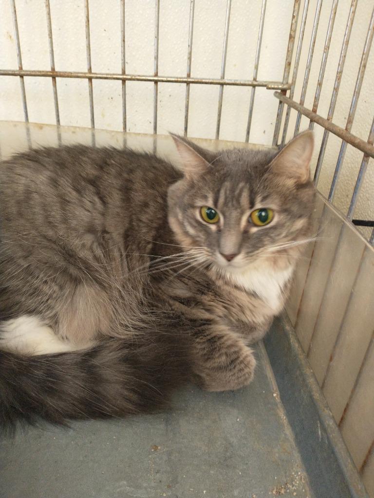 Elaine, Adoptable, Young Female Domestic Medium Hair.