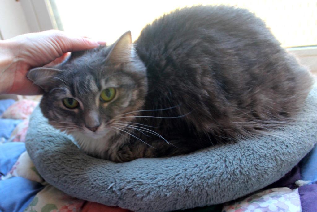 Enlarge Elaine, a Adoptable mixed breed in Saint James, MN image 2/5
