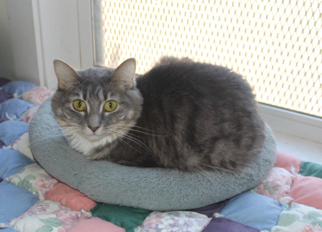Enlarge Elaine, a Adoptable mixed breed in Saint James, MN image 3/5