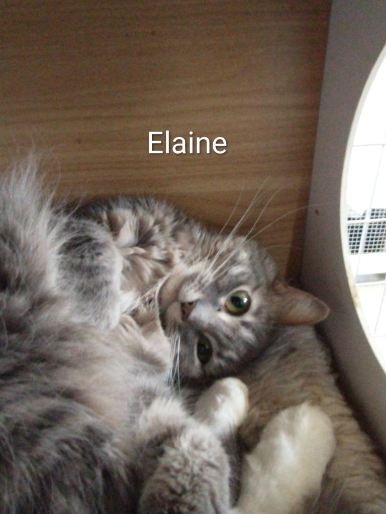 Enlarge Elaine, a Adoptable mixed breed in Saint James, MN image 4/5