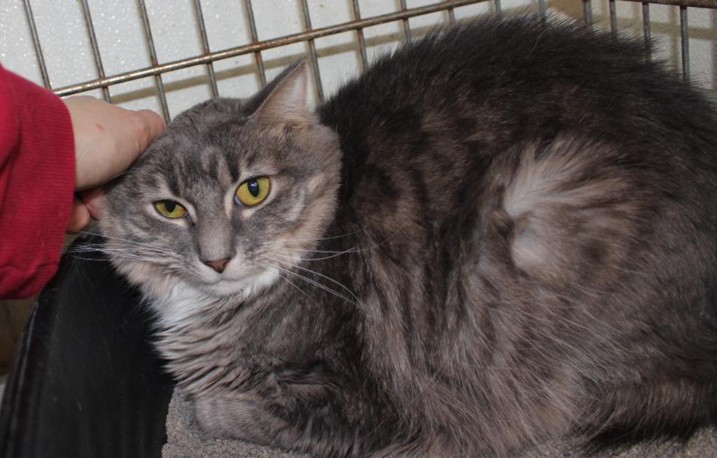 Enlarge Elaine, a Adoptable mixed breed in Saint James, MN image 5/5