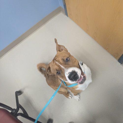 Ronnie, Adoptable, Young Male Shar-Pei & Australian Cattle Dog / Blue Heeler.