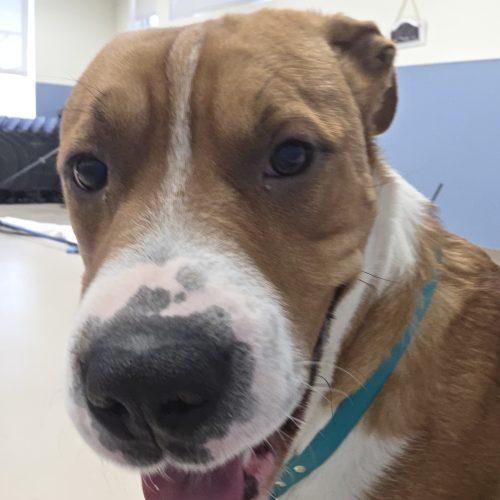 Enlarge Ronnie, a Adoptable mixed breed in Grand Junction, CO image 2/5