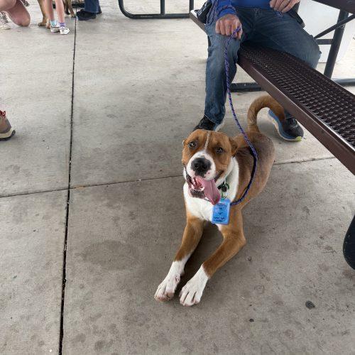 Enlarge Ronnie, a Adoptable mixed breed in Grand Junction, CO image 4/5