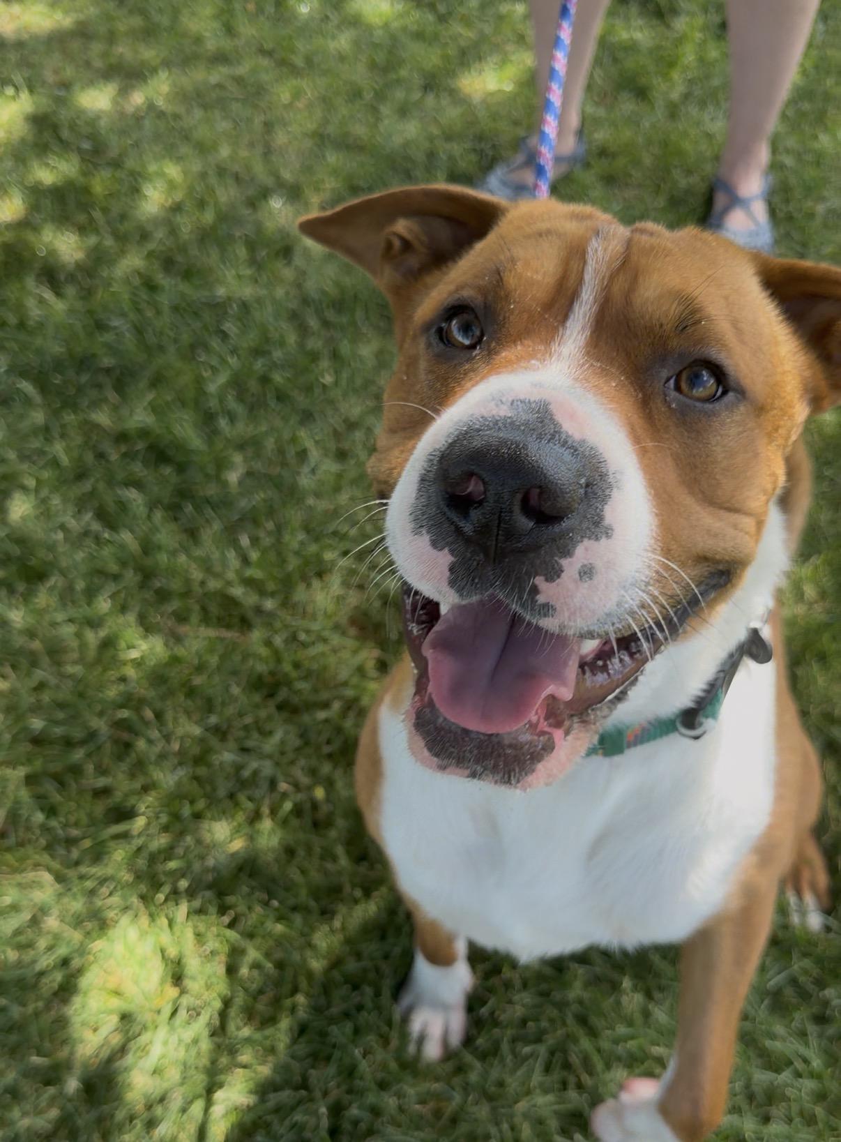 Enlarge Ronnie, a Adoptable mixed breed in Grand Junction, CO image 5/5