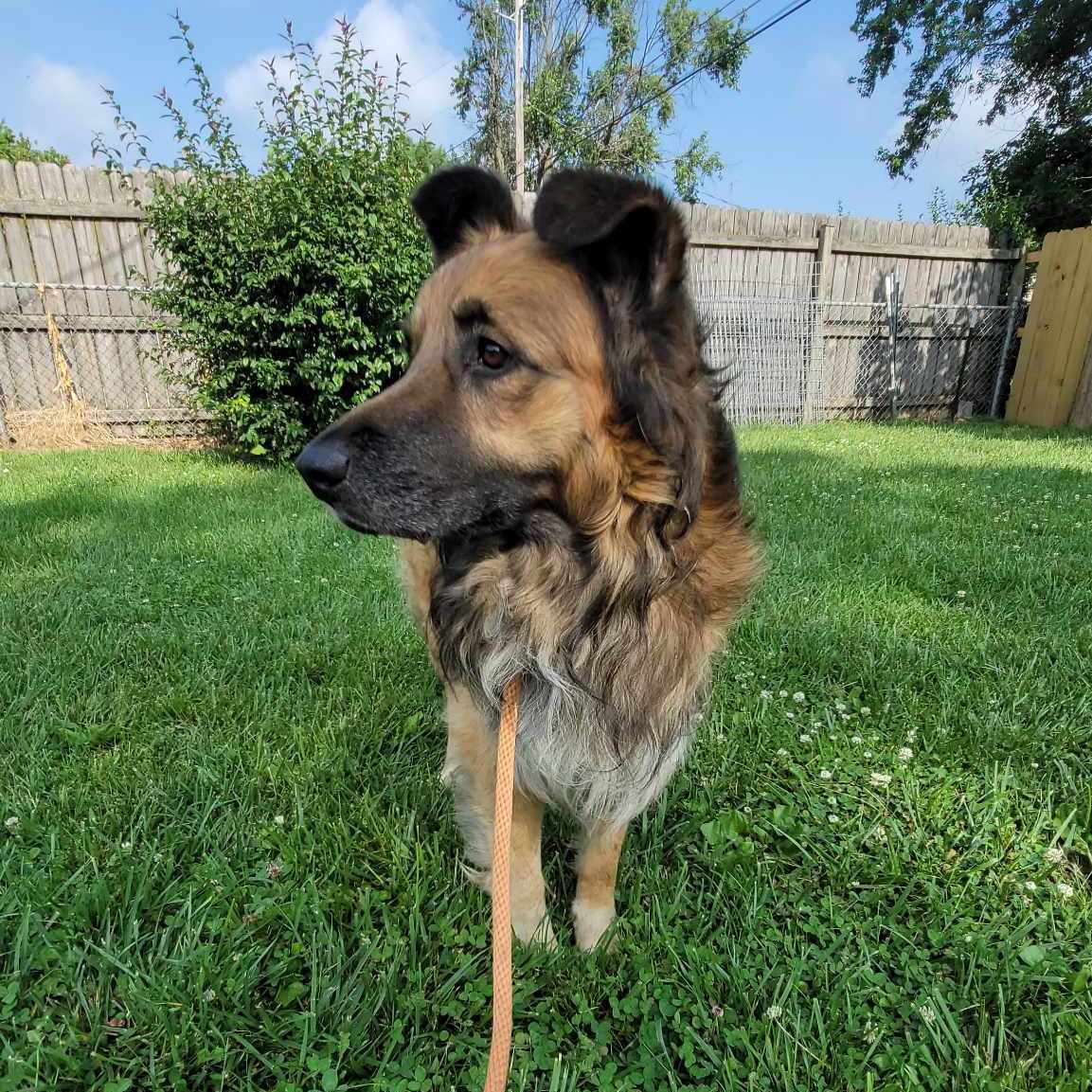 Branson, Adoptable, Senior Male Shepherd.