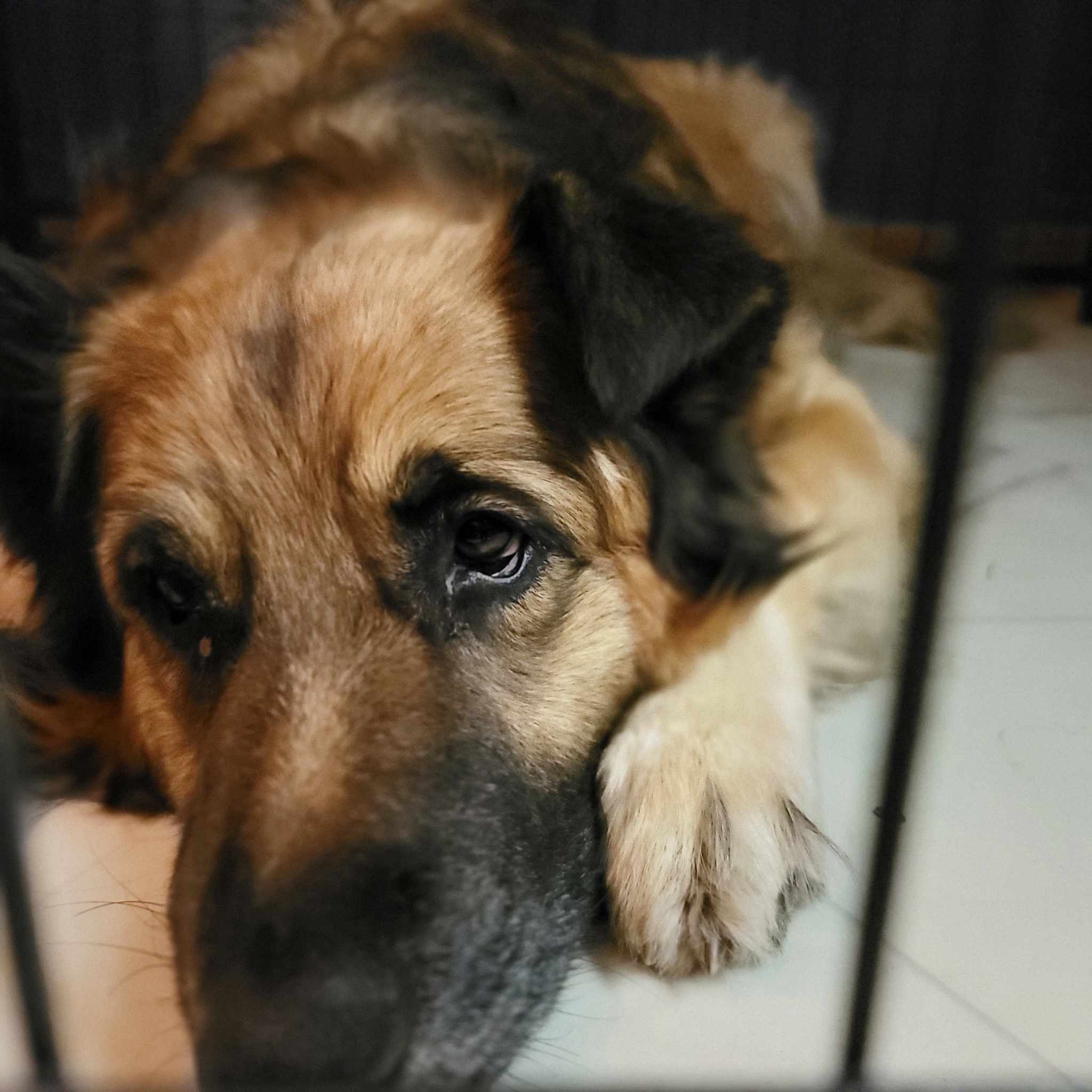 Enlarge Branson, a Adoptable mixed breed in Springfield, MO image 3/10