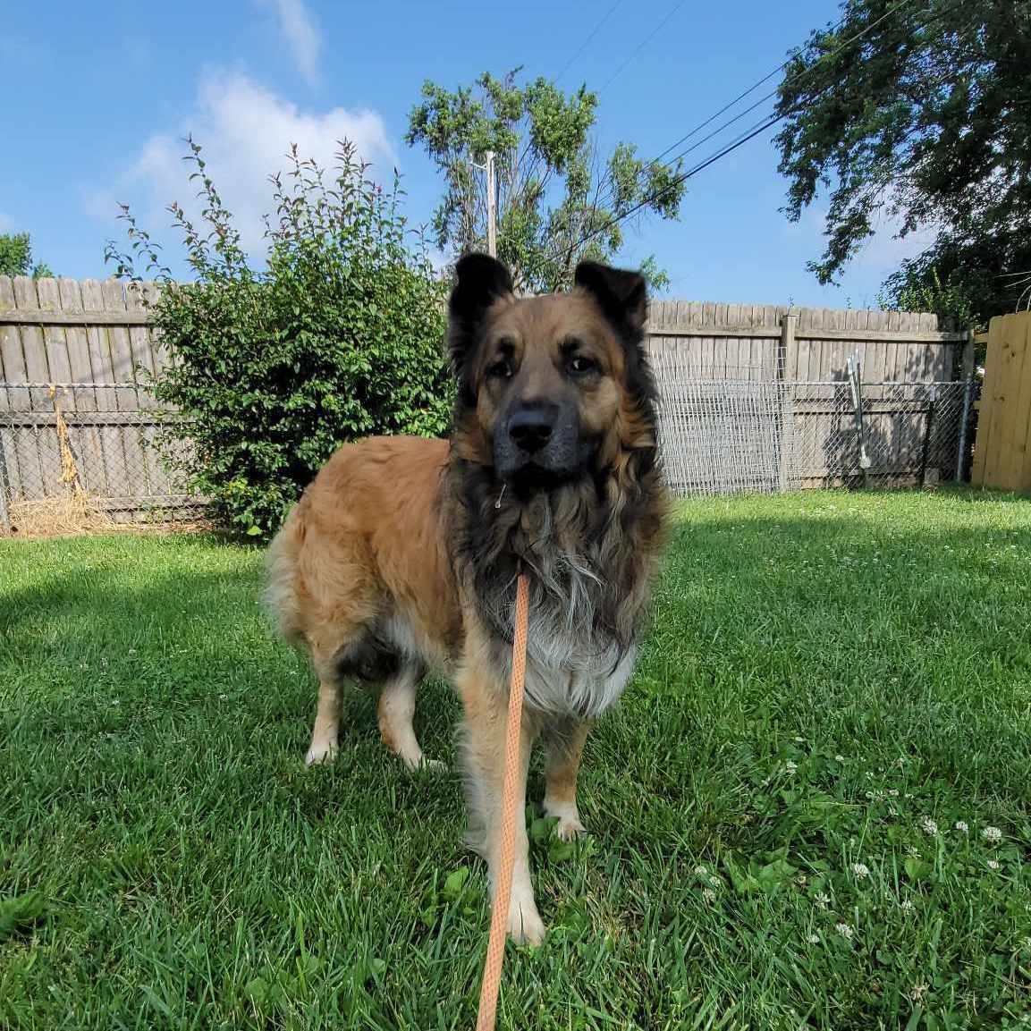 Branson, Adoptable, Senior Male Shepherd.