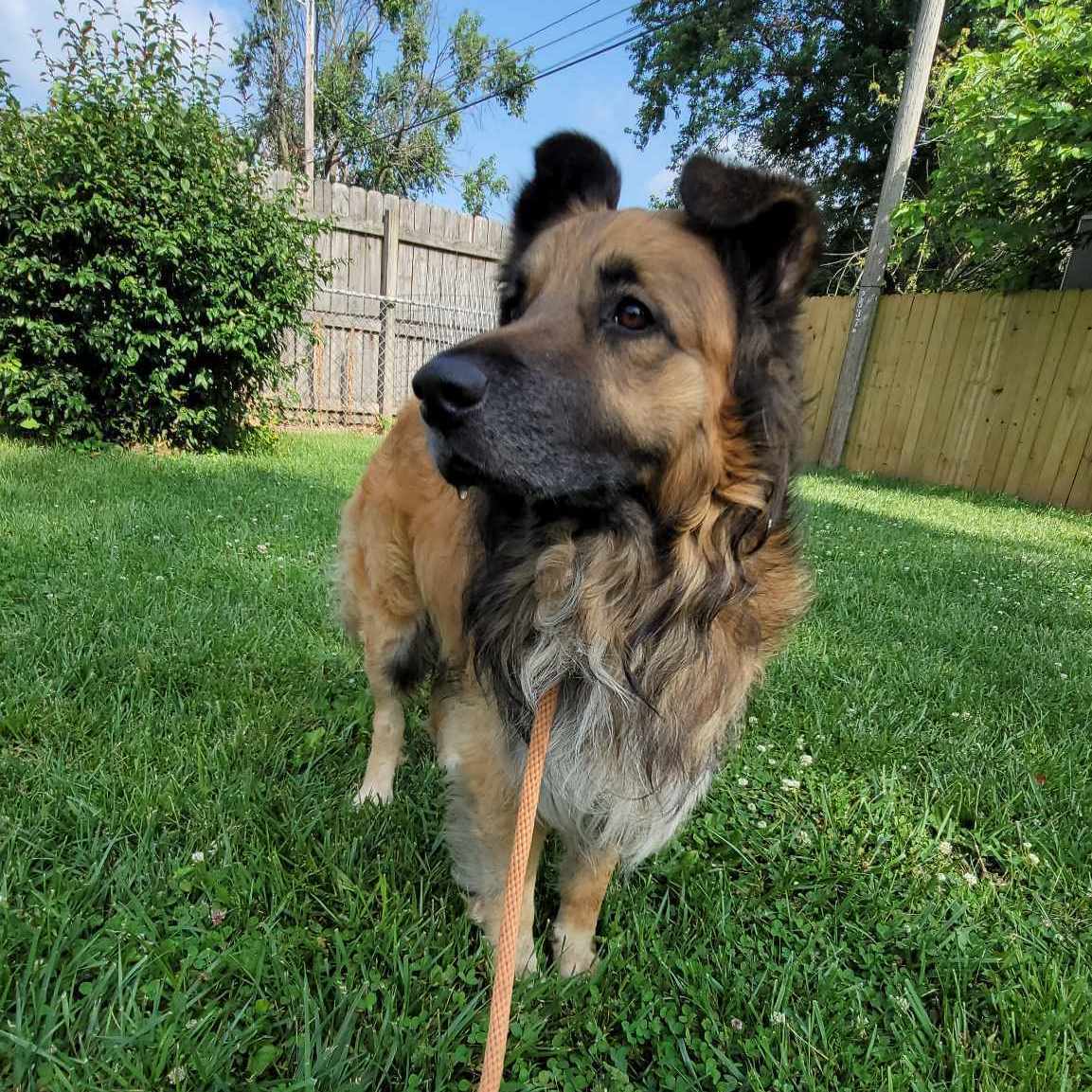 Enlarge Branson, a Adoptable mixed breed in Springfield, MO image 5/10