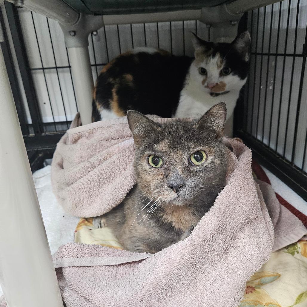 Enlarge Salmon, a Adoptable Domestic Short Hair in Alexandria, VA image 1/1