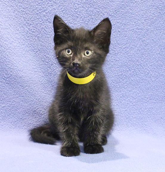 Robin, Adoptable, Kitten Female Domestic Short Hair.