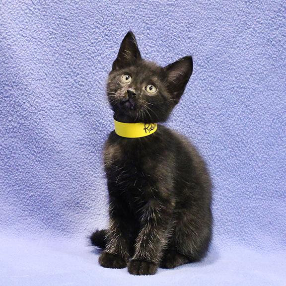 Enlarge Robin, a Adoptable Domestic Short Hair in Overland Park, KS image 2/3
