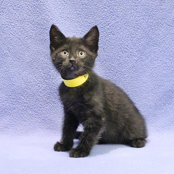 Enlarge Robin, a Adoptable Domestic Short Hair in Overland Park, KS image 3/3