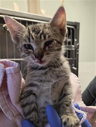 Chloe A061319, Adoptable, Kitten Female Domestic Short Hair.