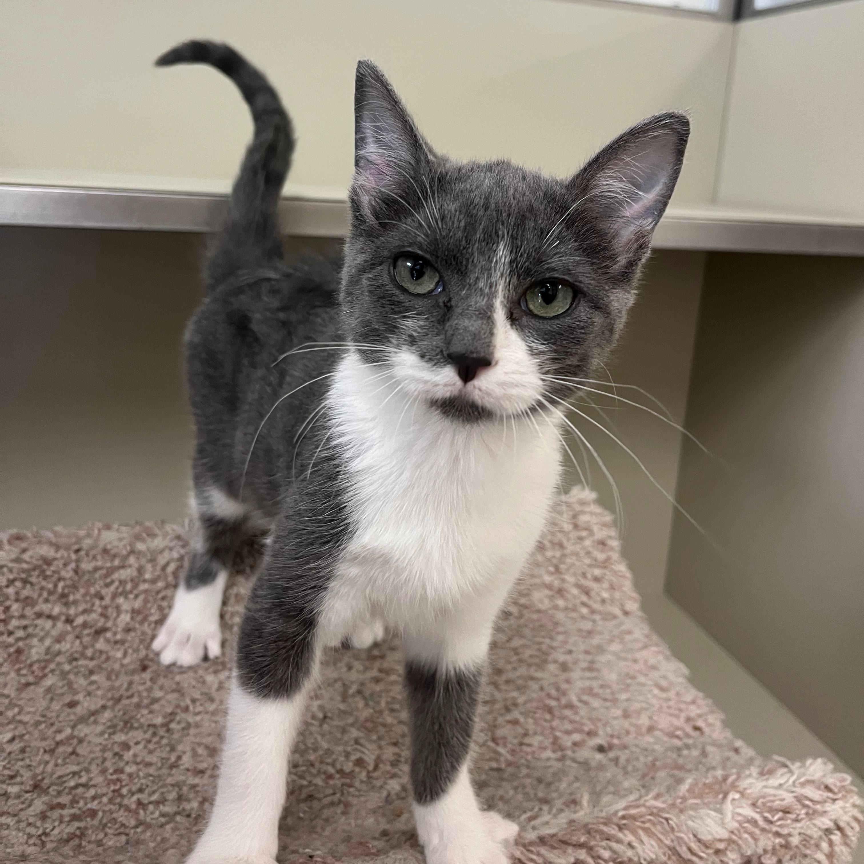 Enlarge Amelia, an adoptable mixed breed in Kerrville, TX image 2/2