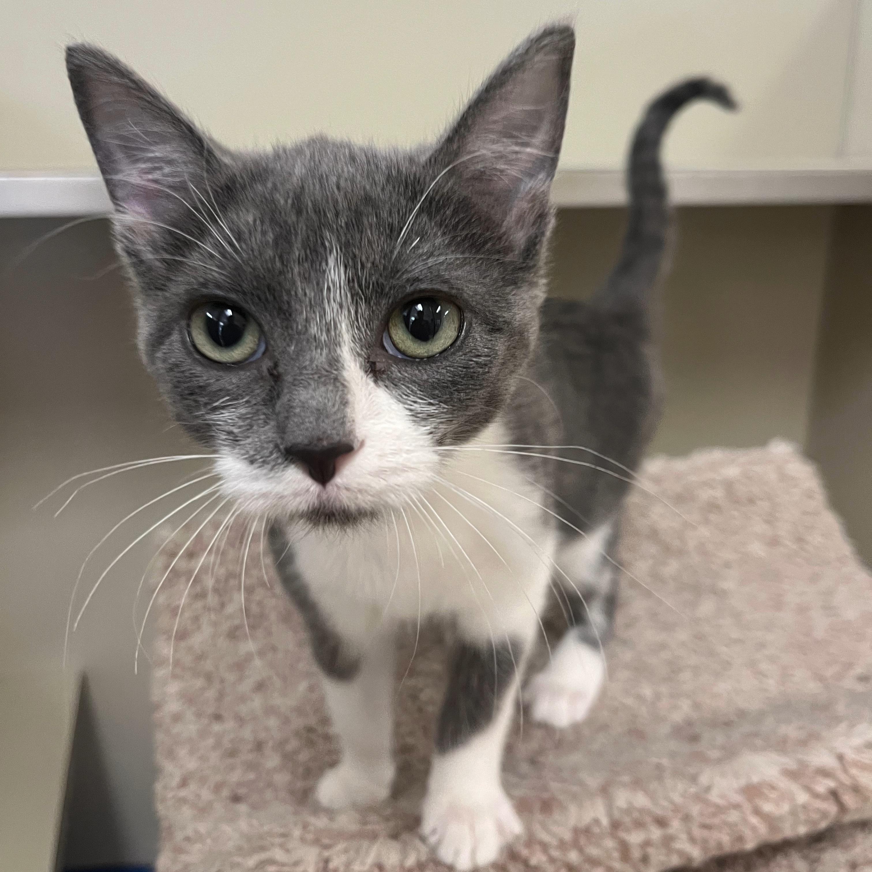 Amelia, adoptable, Kitten Female Domestic Short Hair.