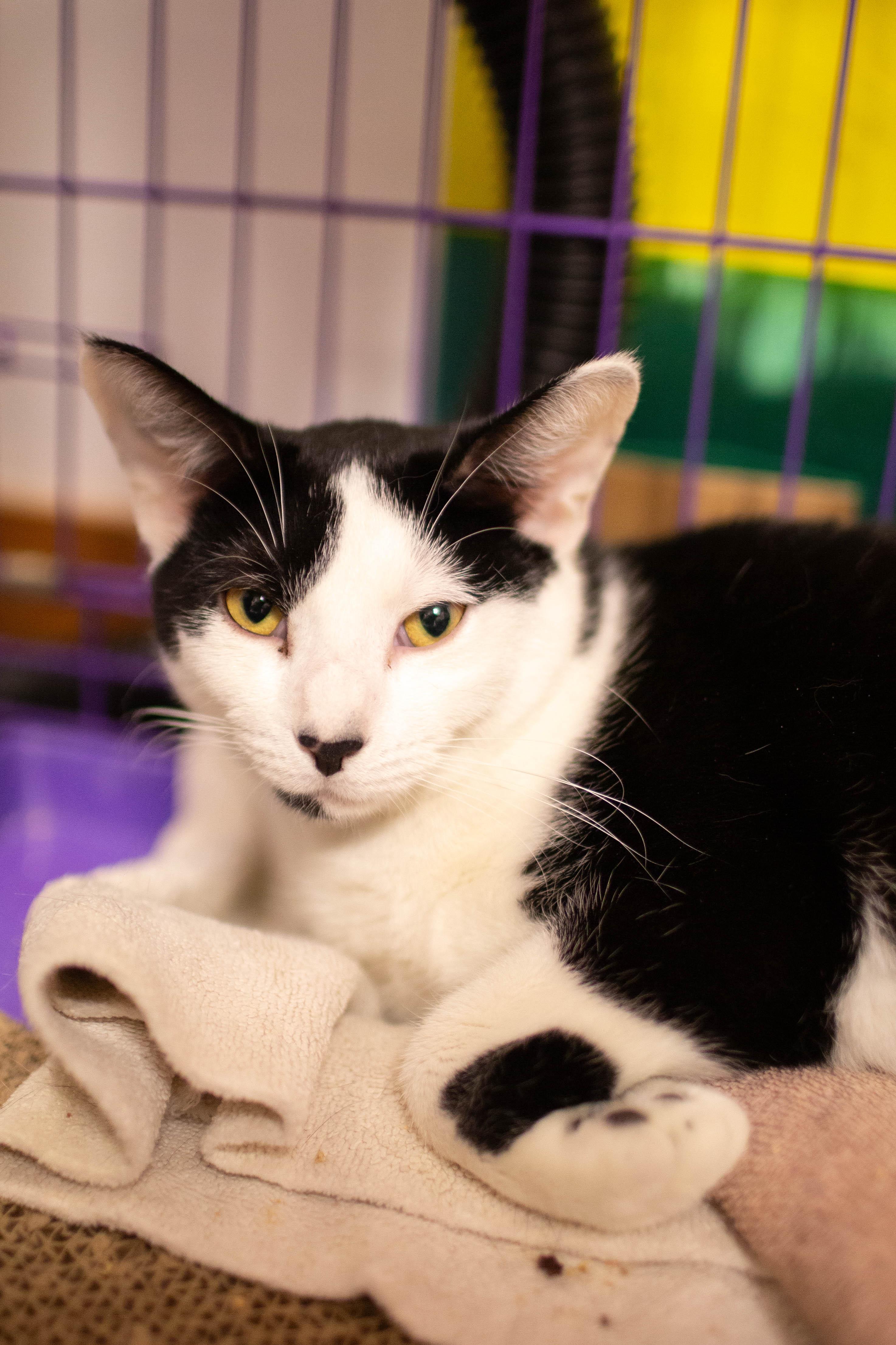 Enlarge Micahel *bonded to Sammy*, a ADOPTABLE Domestic Short Hair in Kennebunk , ME image 3/3