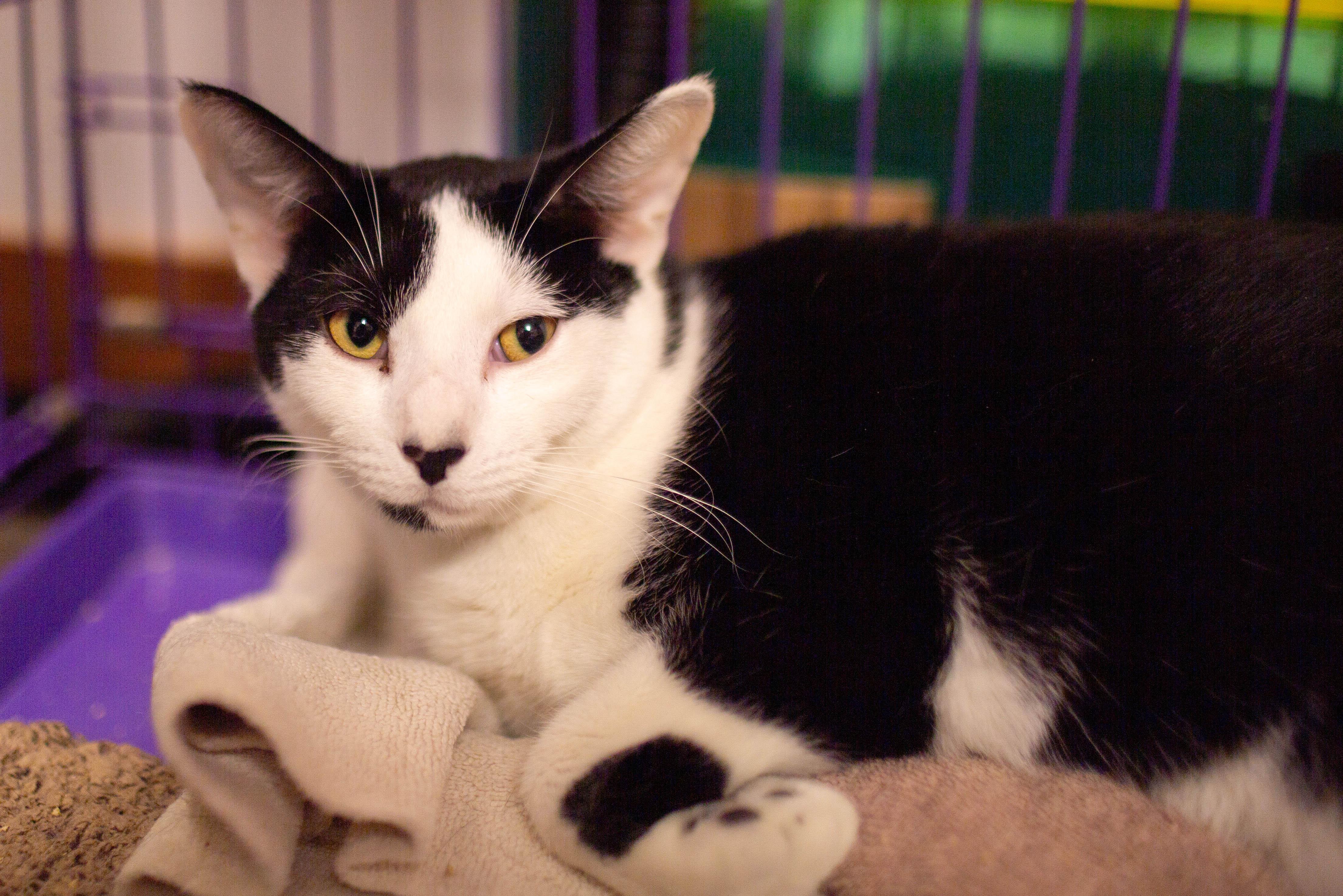 Enlarge Micahel *bonded to Sammy*, a ADOPTABLE Domestic Short Hair in Kennebunk , ME image 2/3