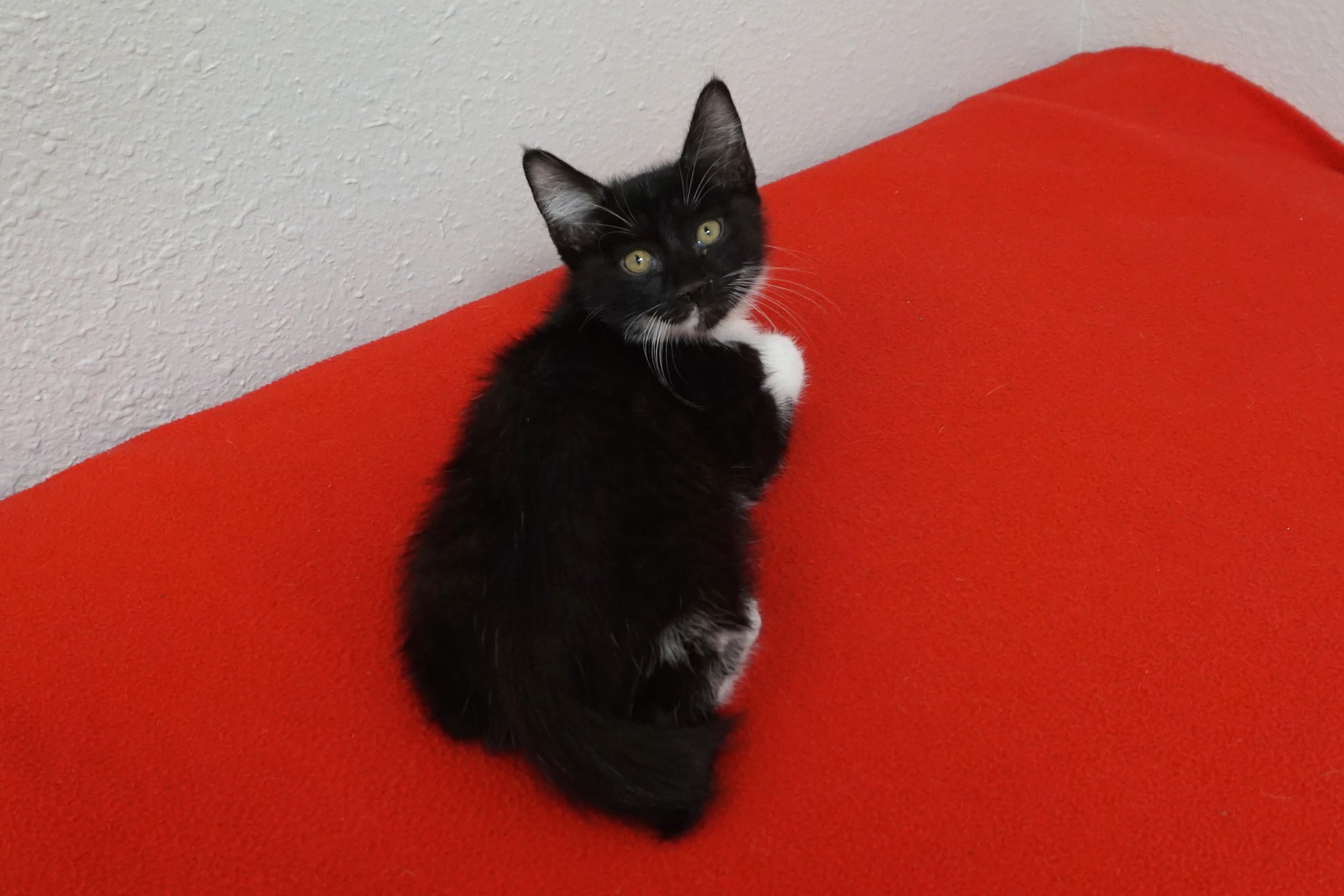 Enlarge Baxter, an adopted Domestic Short Hair in Fountain Hills, AZ image 5/5